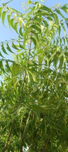 Neem Seeds