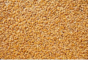 Wheat Seed