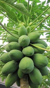 Fresh Papaya