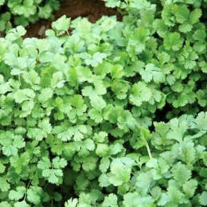 Coriander Leaf