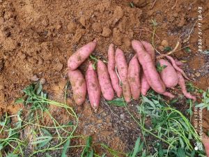 Sweet potato