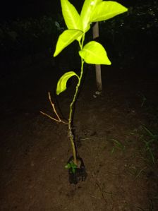 grafted orange fruit plant