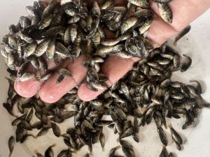 Monosex Tilapia fish seed