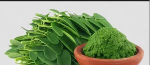 Moringa Powder