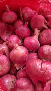 Onions