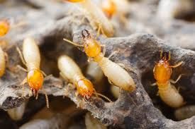 termite control services