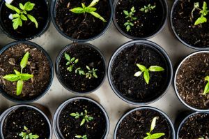 plant pots