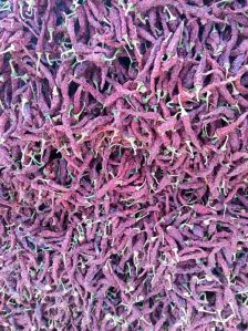 dried red chilies