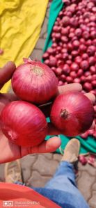 Red Onion