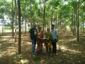 malabar neem tree wood