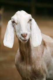 goat farming