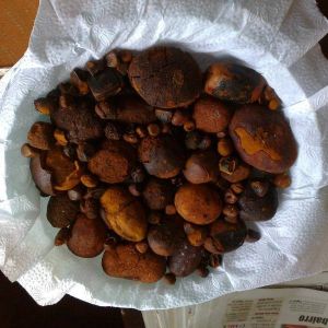 Ox Gallstones