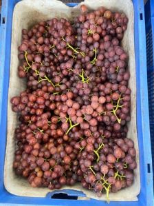 Flame Seedless Grapes