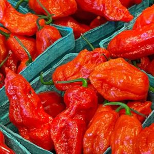 bhut jolokia