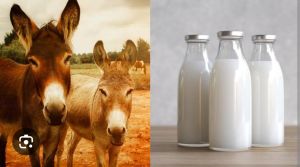 Donkey Milk