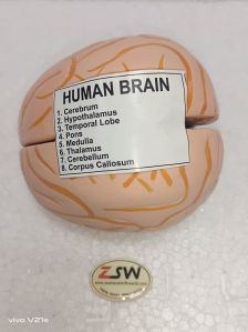 Human Brain Model