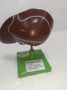 Human Liver Model