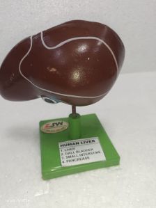 Human Liver Model