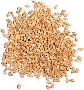 HD 2189 Wheat Seeds