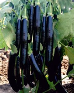 Black Long Brinjal Seeds