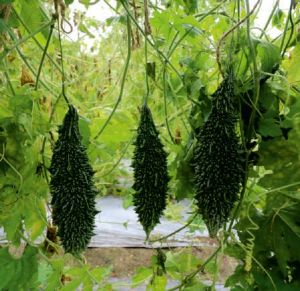 F1 Ankush Bitter Gourd Seeds