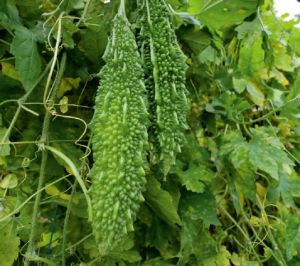 F1-Ajuba Bitter Gourd Seeds