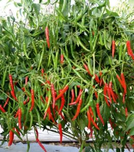 F1-Angari Chilli Seeds