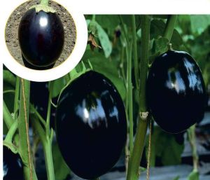 F1-Dashrath Brinjal Seeds