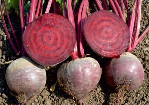 F1-Gloria Beetroot Seeds