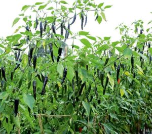 F1-Mallika Chilli Seeds