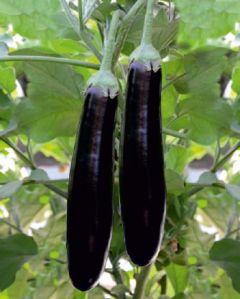 F1-Maya Brinjal Seeds