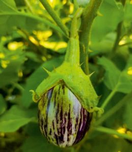 F1-Mayur Brinjal Seeds