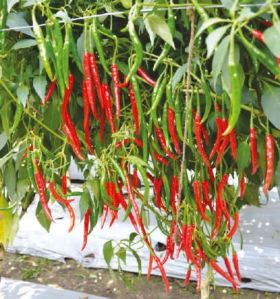 F1-Prime Chilli Seeds