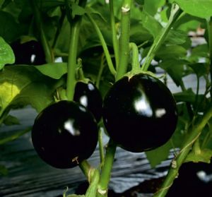 F1-Rohan Brinjal Seeds