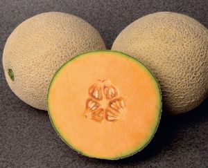 F1-Roshan Muskmelon Seeds