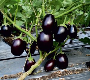 F1-Rushi Brinjal Seeds