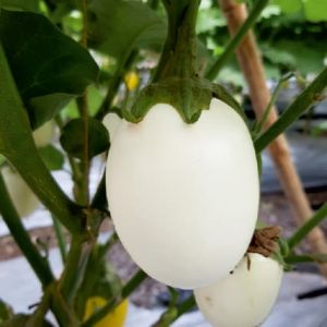 F1-Shivam Brinjal Seeds