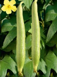 F1-Shweta Ridge Gourd Seeds