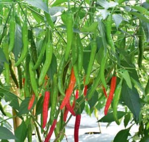 F1-Siri Chilli Seeds