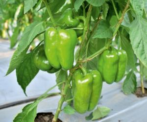 F1-SSB 219 Capsicum Seeds