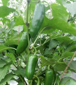 F1-SSB-262 Capsicum Seeds