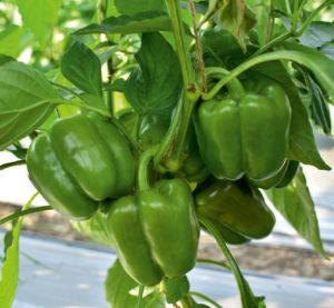 F1 SSB -310 Capsicum Seeds