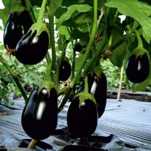 F1-SSB 415 Brinjal Seeds