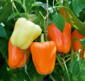 F1-SSB-501 Capsicum Seeds