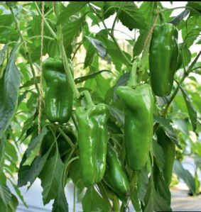 F1-SSB 535 Capsicum Seeds