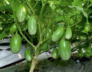 F1-SSB 801 Brinjal Seeds