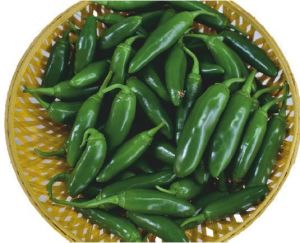 F1-SSB 81 Capsicum Seeds