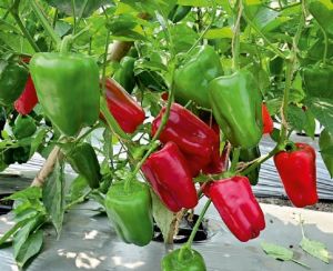 F1-SSB 844 Capsicum Seeds