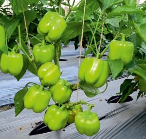 F1-SSB 847 Capsicum Seeds