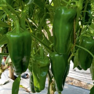 F1-SSB 864 Capsicum Seeds